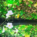 (Category: ) located in . Submitted by alisa.c. (Listing ID 1367812280, Image 1). Description: .
