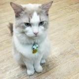 頭像
