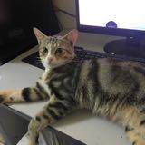 (Category: ) located in . Submitted by ainashafiee (Listing ID 245367366, Image 1). Description: .