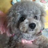 (Category: ) located in . Submitted by celine091 (Listing ID 1291921708, Image 1). Description: .
