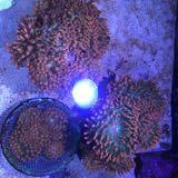 (Category: ) located in . Submitted by edfishing (Listing ID 1452449345, Image 1). Description: .