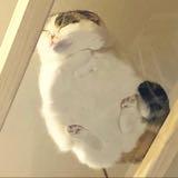 (Category: ) located in . Submitted by ouiouii (Listing ID 1383362729, Image 1). Description: .
