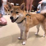 （分類：）位於 。 由 kuysl 提交（商品編號 1210289899，圖片 1）。簡介： 。