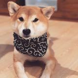 由 pony4366 (刊登 ID 1354443539，圖片 1) 提交，位於 的 (類別：)，說明：。