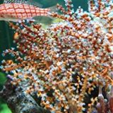 (Category: ) located in . Submitted by iwarna (Listing ID 1304615500, Image 1). Description: .