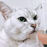 (Category: ) located in . Submitted by tamaracat (Listing ID 1379567578, Image 1). Description: .