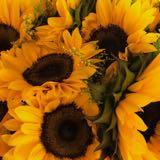(Kategori: ) berada di . Dikirim oleh yellowsunflowerrr (ID iklan 1383630754, Gambar 1). Deskripsi: .