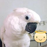 頭像
