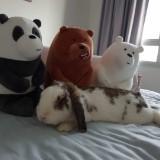 (Category: ) located in . Submitted by scientistbunny (Listing ID 1368230732, Image 1). Description: .