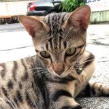 由 pipithecat (刊登 ID 1348990570，圖片 1) 提交，位於 的 (類別：)，說明：。