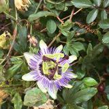 (Category: ) located in . Submitted by reblooms (Listing ID 1443591600, Image 1). Description: .