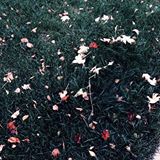 (Category: ) located in . Submitted by lily.corner (Listing ID 1442392218, Image 1). Description: .