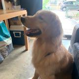 (Category: ) located in . Submitted by justicebaby (Listing ID 1139657883, Image 1). Description: .