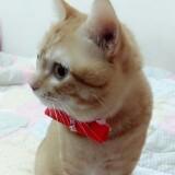 由 cute0306388 (刊登 ID 1377685588，圖片 1) 提交，位於 的 (類別：)，說明：。