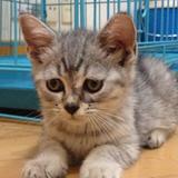 （分類：）位於 。 由 owl.meow 提交（商品編號 1203551411，圖片 1）。簡介： 。