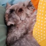 (Category: ) located in . Submitted by tealgreenflash (Listing ID 1353418730, Image 1). Description: .
