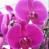 (Category: ) located in . Submitted by singleprofile (Listing ID 1274063925, Image 1). Description: .