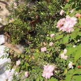 (Category: ) located in . Submitted by wildflowerlemonade (Listing ID 1345556486, Image 1). Description: .