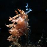 （分類：）位於 。 由 zowoe 提交（商品編號 1081577458，圖片 1）。簡介： 。