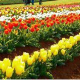 (Category: ) located in . Submitted by liatfortune (Listing ID 1345551665, Image 1). Description: .