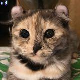 (Category: ) located in . Submitted by nammie1 (Listing ID 1442062938, Image 1). Description: .