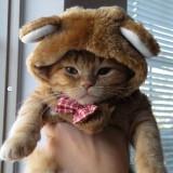 (Category: ) located in . Submitted by insensiblekitty (Listing ID 1356109592, Image 1). Description: .