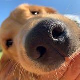（分類：）位於 。 由 annieofthenorth 提交（商品編號 1349644329，圖片 1）。簡介： 。