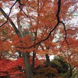 (Category: ) located in . Submitted by cs_2710 (Listing ID 1198463069, Image 1). Description: .