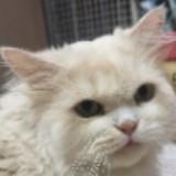 （分類：）位於 。 由 sellhappyboy 提交（商品編號 1194055514，圖片 1）。簡介： 。