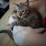 (Category: ) located in . Submitted by ruebyx (Listing ID 1385058475, Image 1). Description: .