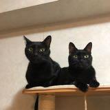 （分類：）位於 。 由 coeiming 提交（商品編號 1311122914，圖片 1）。簡介： 。