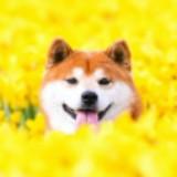 (Category: ) located in . Submitted by xperceptions (Listing ID 1368804555, Image 1). Description: .