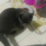 (Category: ) located in . Submitted by mikahll (Listing ID 1380038076, Image 1). Description: .
