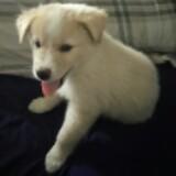 (Category: ) located in . Submitted by tracertype (Listing ID 1170558431, Image 1). Description: .