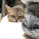 （分類：）位於 。 由 catsareperfect 提交（商品編號 1382583866，圖片 1）。簡介： 。