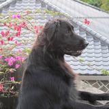 由 chiaodinmom (刊登 ID 1385135424，圖片 1) 提交，位於 的 (類別：)，說明：。