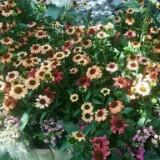 (Category: ) located in . Submitted by kkcc77 (Listing ID 1369819807, Image 1). Description: .