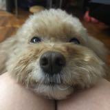 （分類：）位於 。 由 ivymm 提交（商品編號 1384213426，圖片 1）。簡介： 。