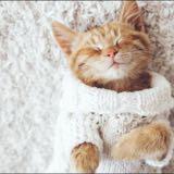 (Kategori: ) berada di . Dikirim oleh neko (ID iklan 1364487600, Gambar 1). Deskripsi: .