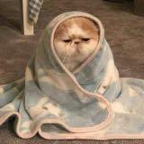 (Category: ) located in . Submitted by mfrkomr (Listing ID 1413060074, Image 1). Description: .