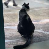 由 jennnmeow (刊登 ID 1315794006，圖片 1) 提交，位於 的 (類別：)，說明：。