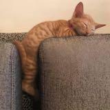 （分類：）位於 。 由 ccccchhee 提交（商品編號 1384919974，圖片 1）。簡介： 。