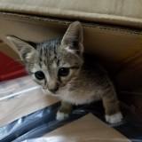 （分類：）位於 。 由 realriceseller 提交（商品編號 1377745648，圖片 1）。簡介： 。