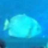 (Category: ) located in . Submitted by highticket75 (Listing ID 1385166915, Image 1). Description: .