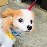 由 joenkai (刊登 ID 1381714969，圖片 1) 提交，位於 的 (類別：)，說明：。