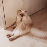 (Category: ) located in . Submitted by mahyra (Listing ID 1452517849, Image 1). Description: .