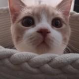 （分類：）位於 。 由 fukim 提交（商品編號 1381913886，圖片 1）。簡介： 。