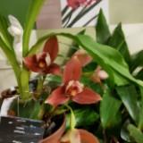 (Category: ) located in . Submitted by shalom2 (Listing ID 1350609137, Image 1). Description: .