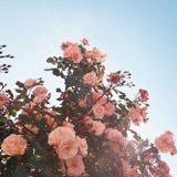 (Category: ) located in . Submitted by lsyue (Listing ID 1352752913, Image 1). Description: .