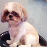 (Category: ) located in . Submitted by my_pets_boutique (Listing ID 1384495624, Image 1). Description: .